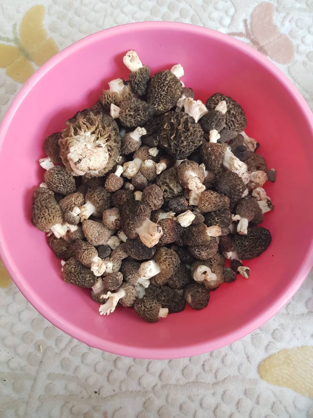 Konya’da kendiliğinden yetişiyor, toplayana kazandırıyor 3